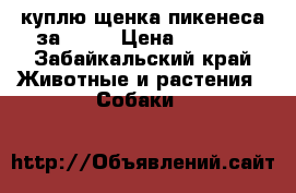куплю щенка пикенеса за 1500 › Цена ­ 1 500 - Забайкальский край Животные и растения » Собаки   